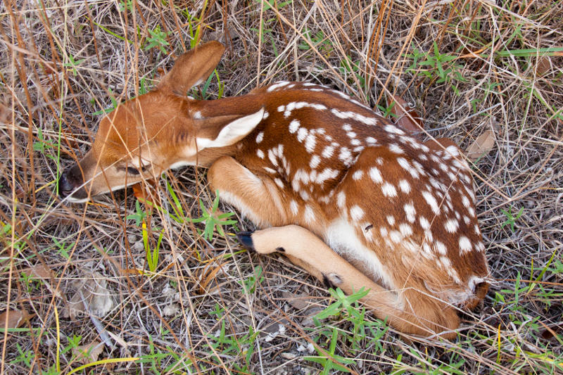 Fawn in Texas Hill Country near Welfare, TX