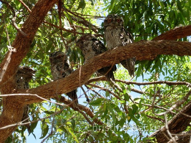 Australian Night Jar babies.  Frog Mouths. Owls.