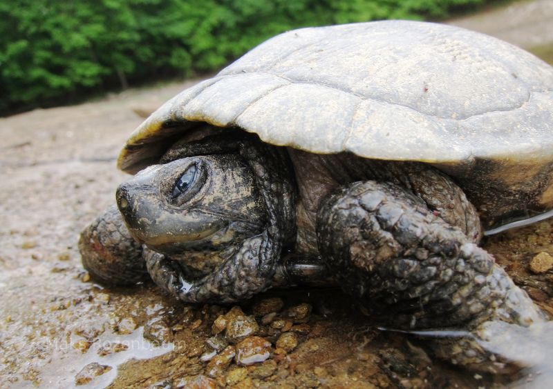 Tortoise in water.