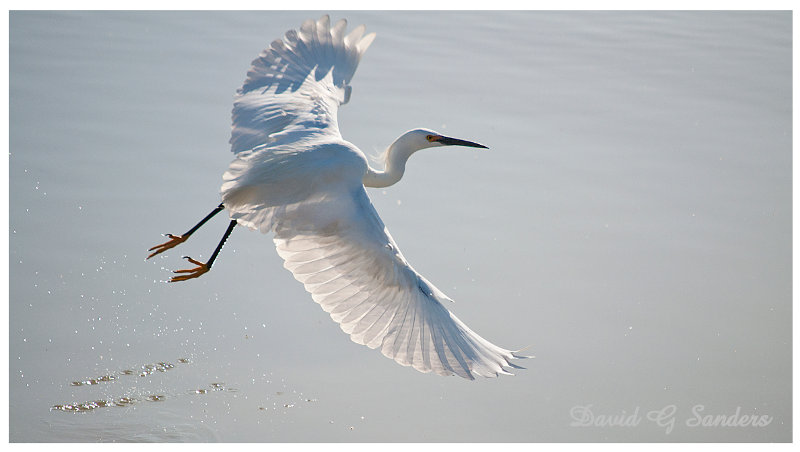 Snowy Egret