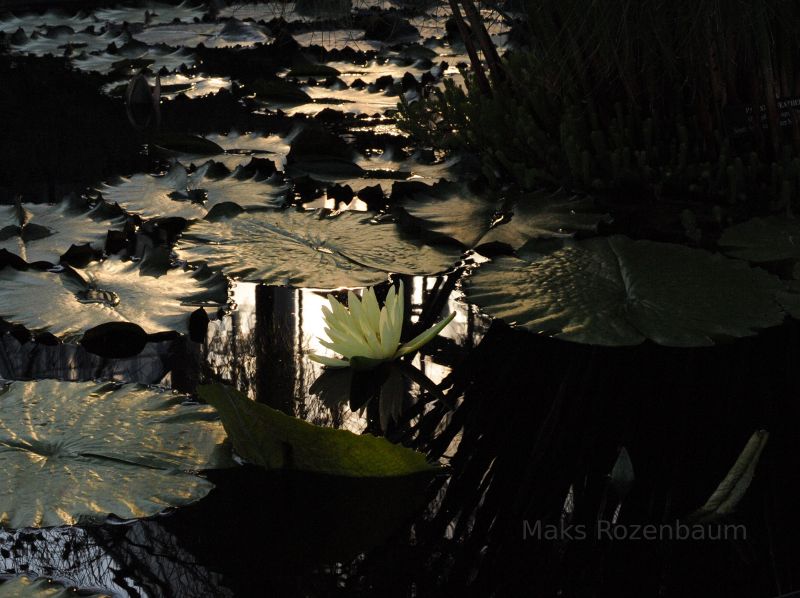 Water Lily in a pond.