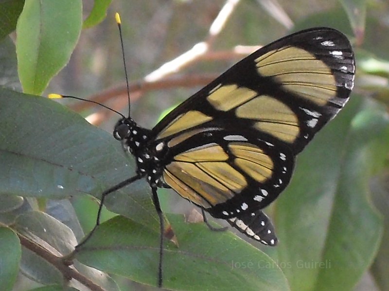 Butterfly in Brazil.  South America.