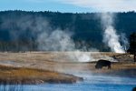 Buffalo in Yellowstone National Park.