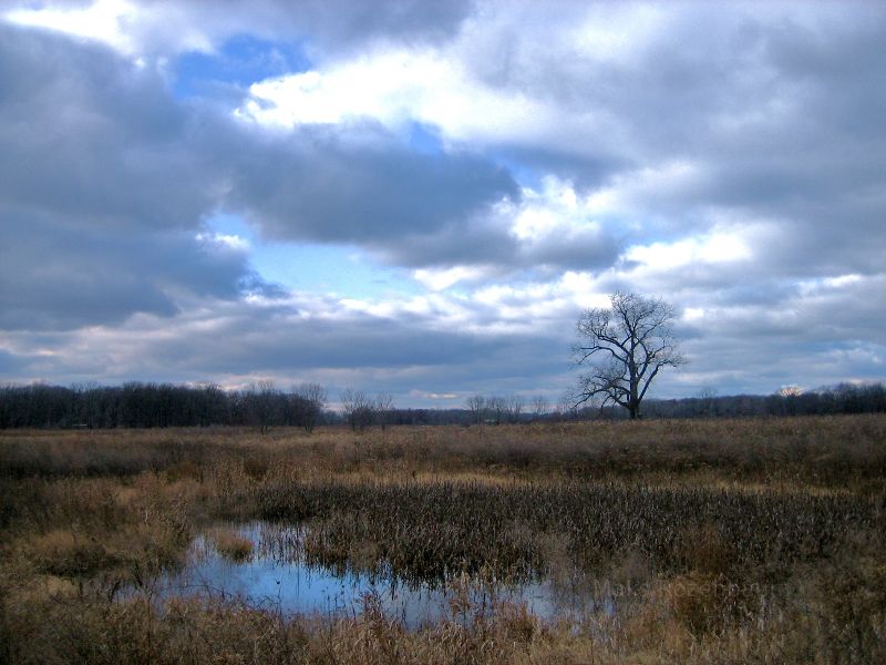 Swamp near Chicago, Illinois.