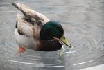 Duck in a pond.