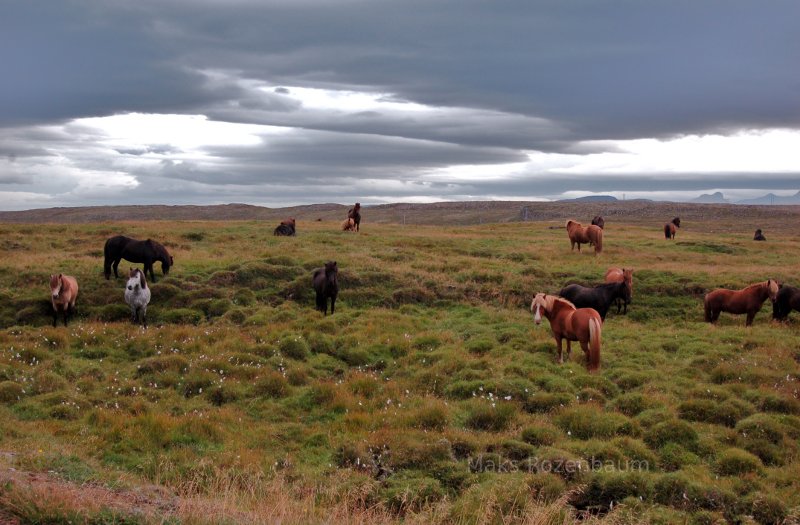 Horses in Iceland.  Tour Iceland.