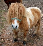 Miniature Horse.