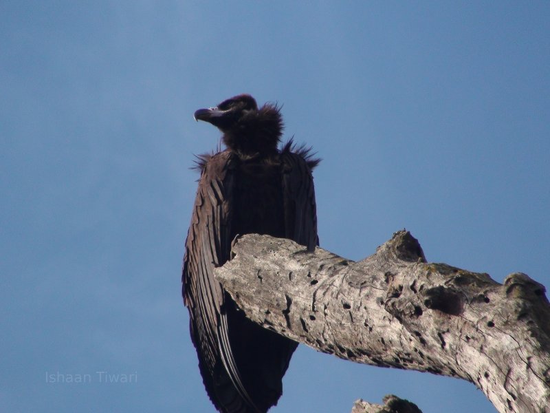 Bird in Jim Corbett National Park
