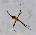 Spider waiting for lunch in Brazil.