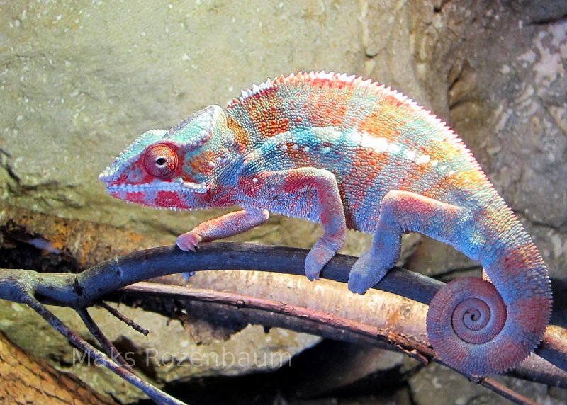 chameleon.