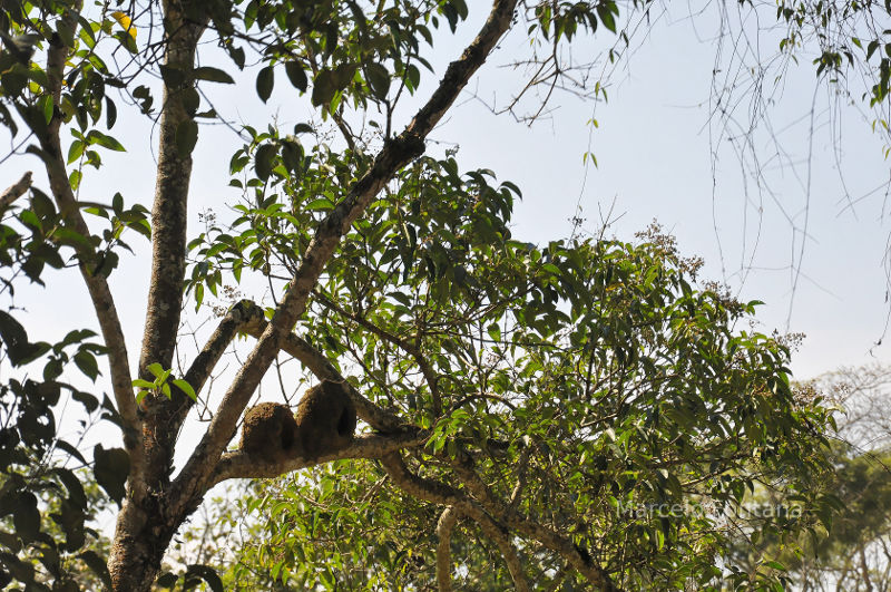 Rufous Hornero nests.