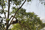 Rufous Hornero nests.