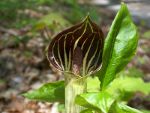 Jack-in-the-Pulpit