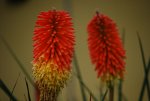 Flower in Brazil Garden.