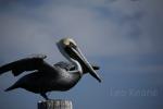 Pelican at Moss Point, Mississippi