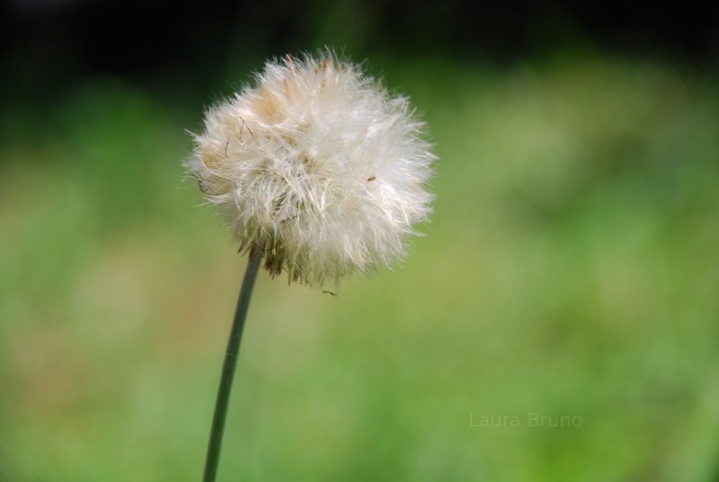 Dandelion seeds in Brazil.