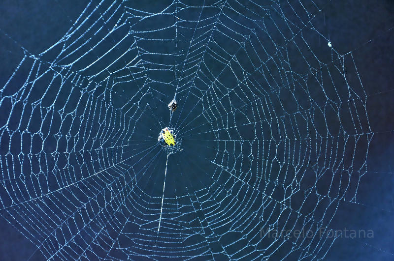 Spider Web in Brazil.