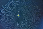 Spider Web in Brazil.