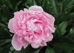 Ant on a peony.