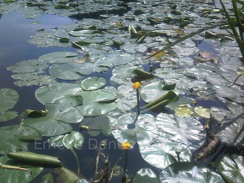 Water Lilies in Kent county.