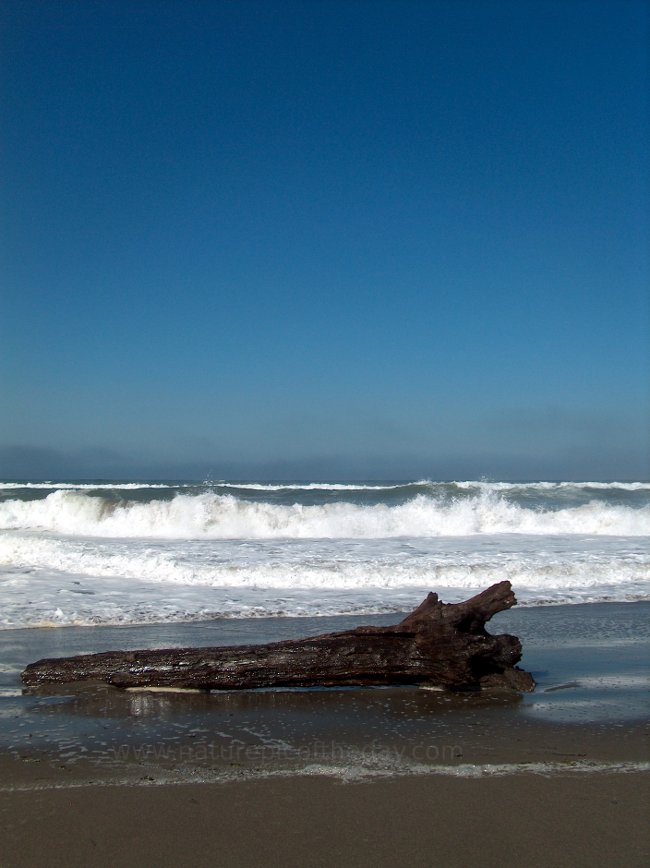 Waves and beach wood.