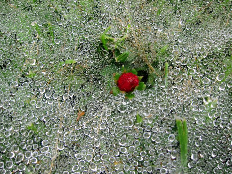 Wild Strawberry.