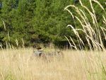 Manure spreader in tall grass.