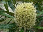 Blossom of the banksia in Australia.