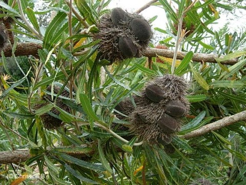 Banksia Seed Pods, australia.