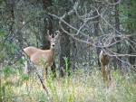 Whitetail bucks