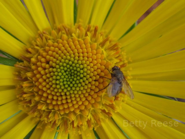 Fly on a flower in British Columbia.