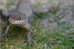 Lizard in Brazil.