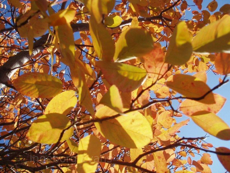 Fall leaves in Canada