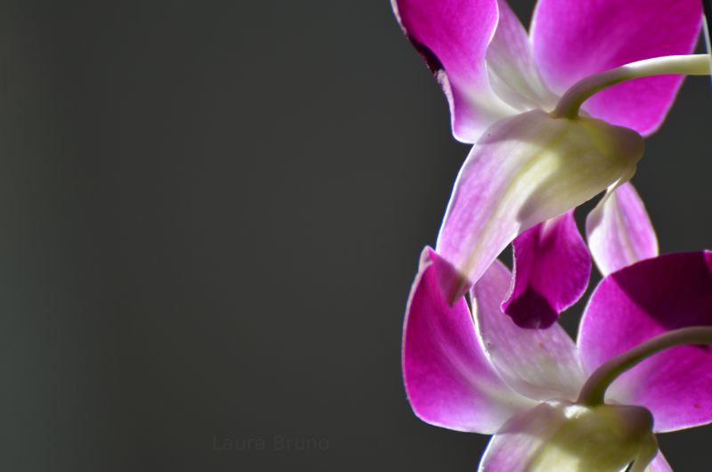 Pretty pink flower