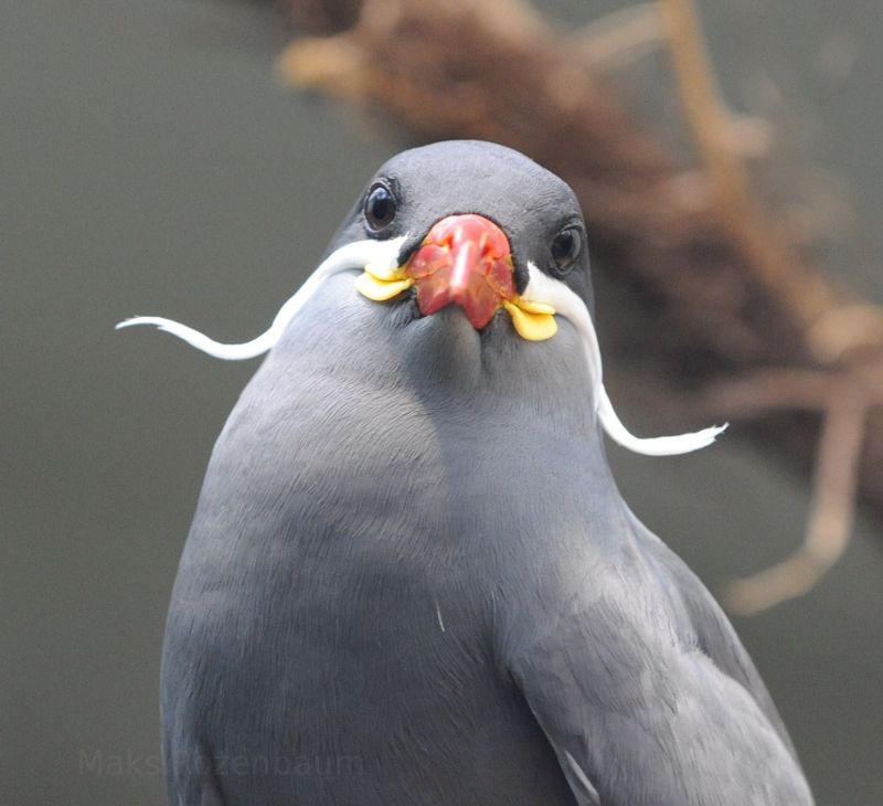 Inca Tern