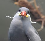 Inca Tern