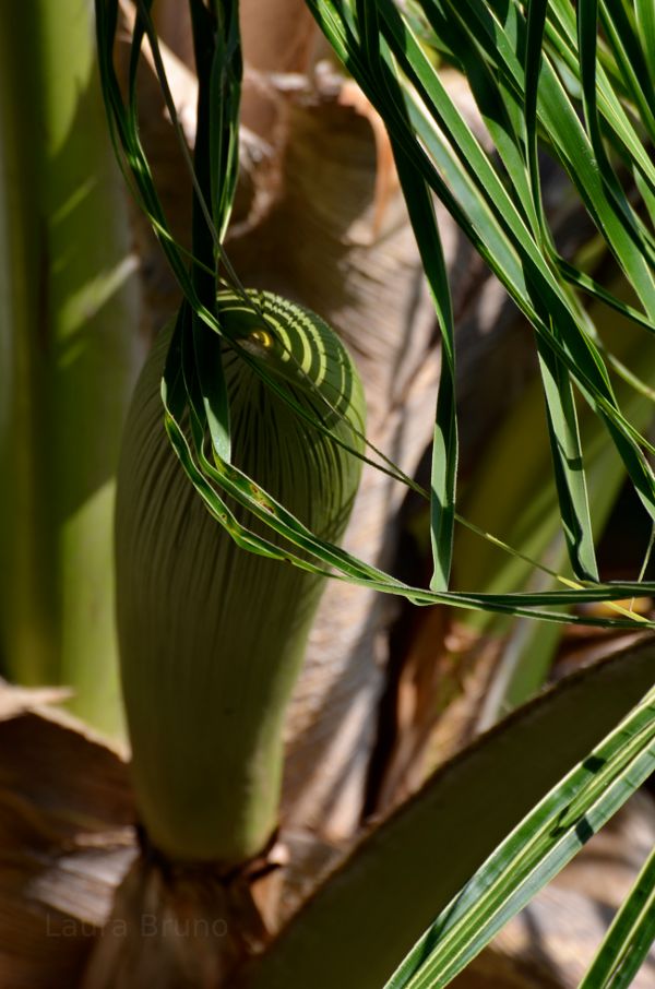 Baby coconut tree leaf.