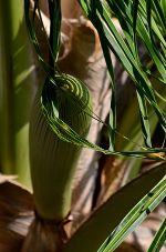 Baby coconut tree leaf.