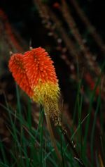 Flowers in Brazil.