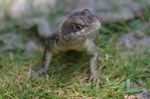 lizard in Brazil.