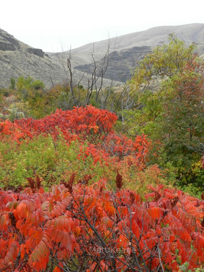 Sumac along Yakima River