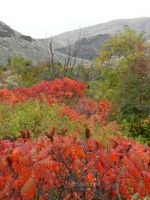 Sumac along Yakima River