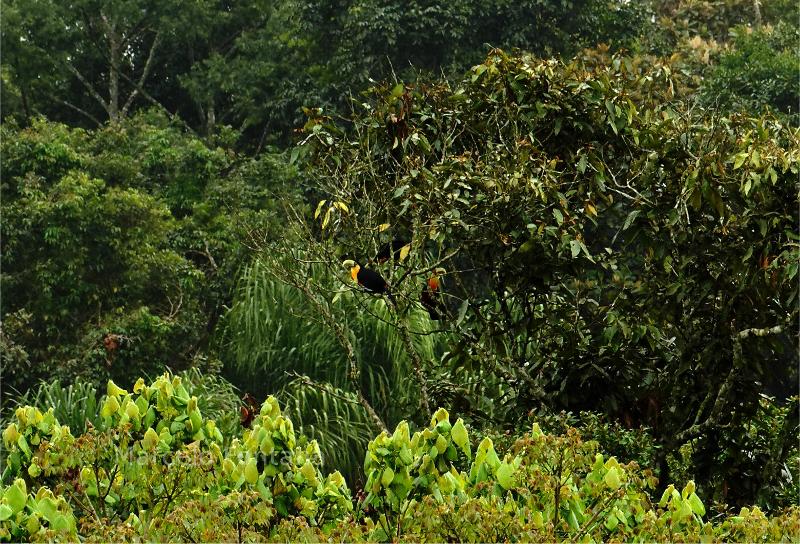 Toucans in Brazil.