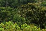 Toucans in Brazil.