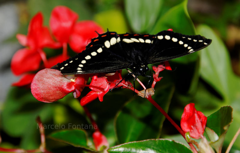 Butterfly in brazil.