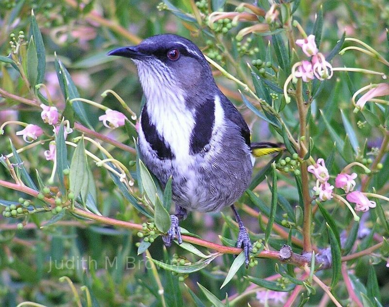 Crescent Honey-eater