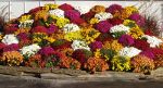 Chrysanthemums in Canada