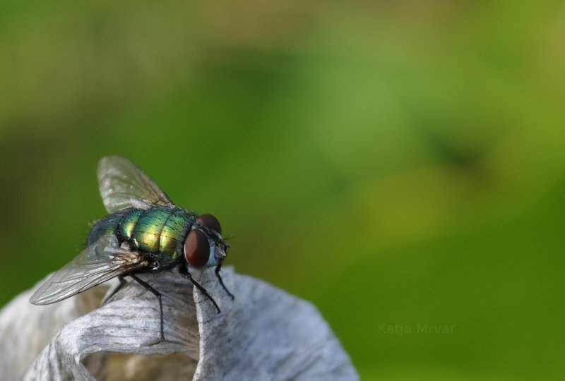 Fly on a wasp nest.
