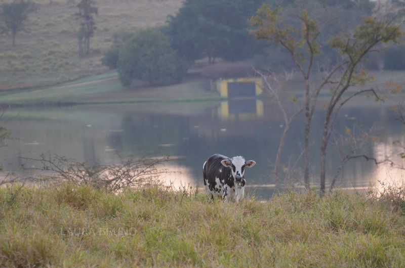 cow in brazil