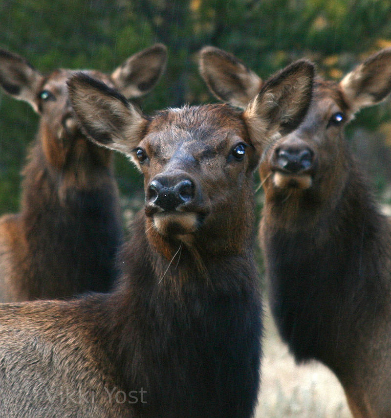 Cow Elk in Rocky Mountain National Park